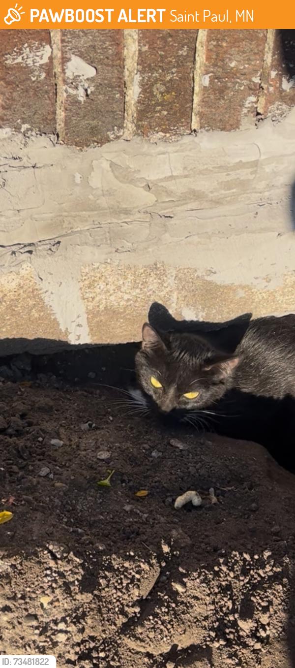 Found/Stray Unknown Cat last seen Dayton ave and arundel st, Saint Paul, MN 55104