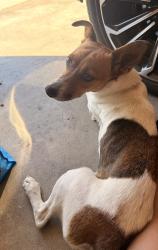 Found/Stray Female Dog last seen University Park, Bakersfield, CA 93306