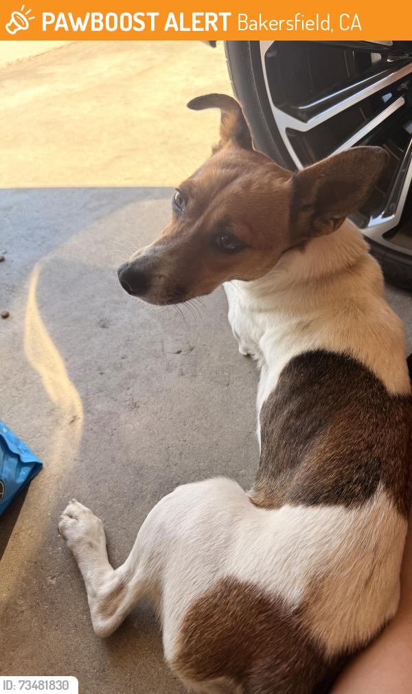 Found/Stray Female Dog last seen University Park, Bakersfield, CA 93306
