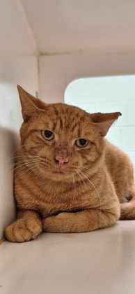 Shelter Stray Male Cat last seen Near 40th Ave, IRC AC, FL, 6230 77th St, Vero Beach, FL 32967, USA