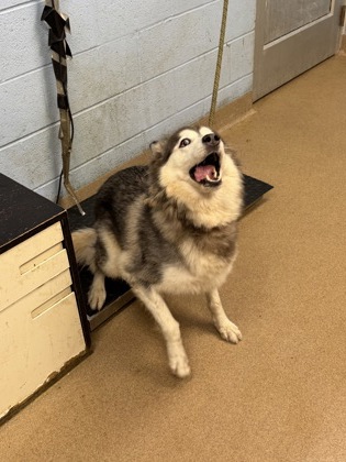 Shelter Stray Female Dog last seen Near Chamblee Tucker Rd, Chamblee, GA 30341, 30341, GA, 3280 Chamblee Dunwoody Rd, Chamblee, GA 30341, USA