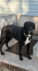 Reunited Female Dog last seen Howard GapRoad, Henderson County, NC 28792