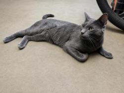 Shelter Stray Male Cat last seen Near Vilas Hope Rd, Cottage Grove, Town of, WI, 5132 Voges Rd, Madison, WI 53718, USA