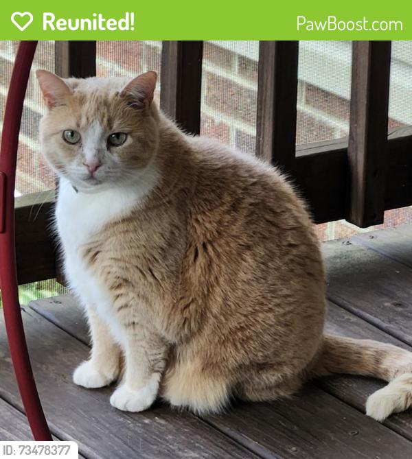 Reunited Female Cat last seen Gold Branch Road, Richfield, NC 28137