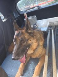 Found/Stray Unknown Dog last seen temecula via vaquero carancho road, Temecula, CA 92590
