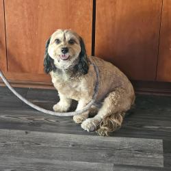 Reunited Unknown Dog last seen Chalina Drive and Via Quinto, Walnut, CA 91789