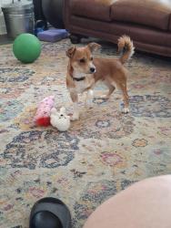 Reunited Male Dog last seen 14th street, Independence, MO 64052