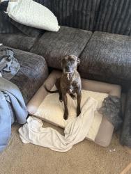 Reunited Male Dog last seen Newman Davis rd Greensboro NC, Greensboro, NC 27406