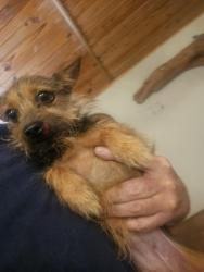 Reunited Unknown Dog last seen Rollins rd, Granbury, TX 76049