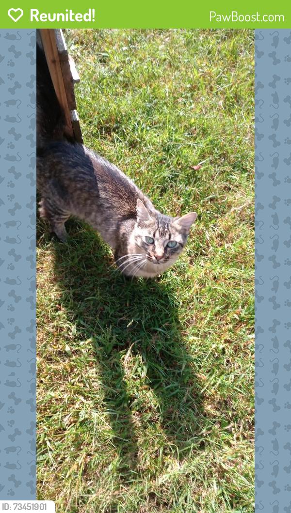 Reunited Male Cat last seen Eaton Road, Greenville County, SC 29669