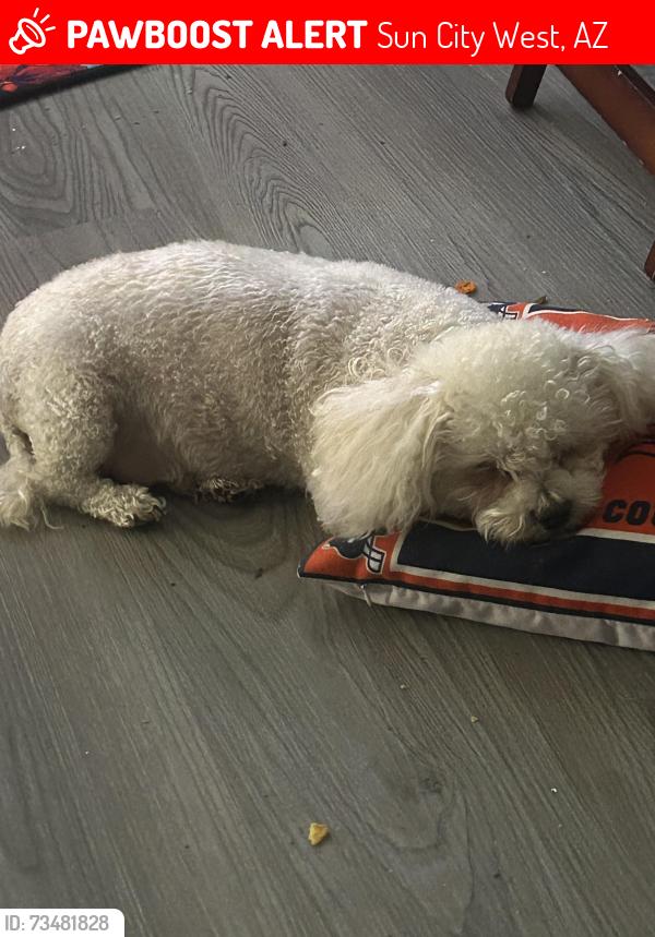 Lost Male Dog last seen Whispering Oaks & RH Johnson Blvd & Butterfield Dr, Sun City West, AZ 85375