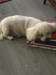 Lost Male Dog last seen Whispering Oaks & RH Johnson Blvd & Butterfield Dr, Sun City West, AZ 85375