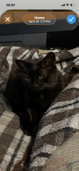 Lost Male Cat last seen Emporia and Pawnee, Wichita, KS 67211