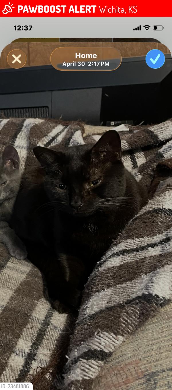 Lost Male Cat last seen Emporia and Pawnee, Wichita, KS 67211