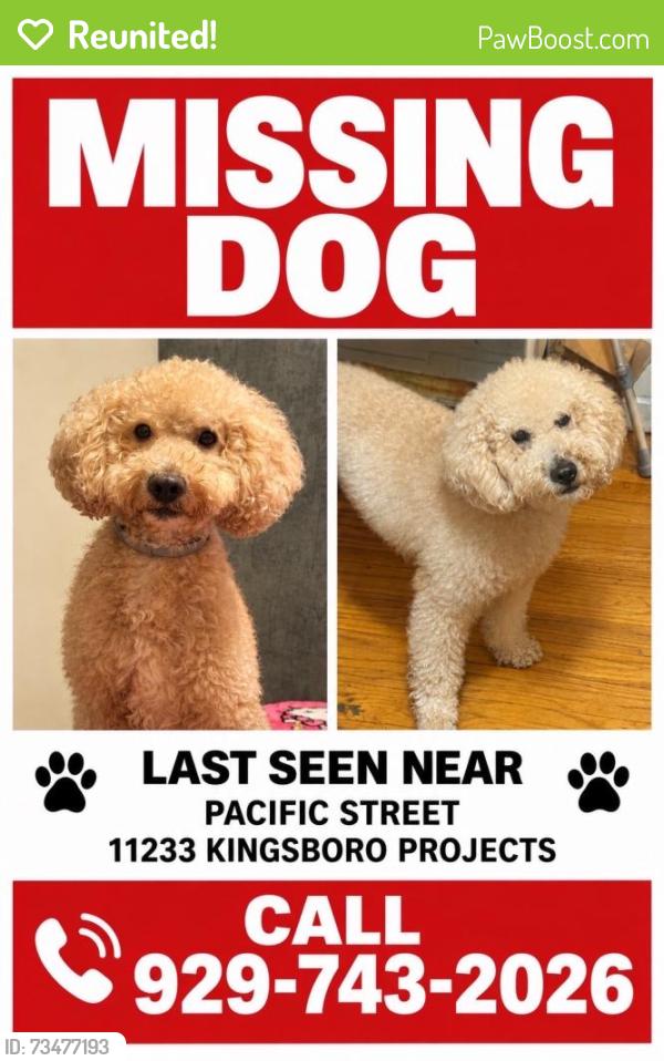 Reunited Male Dog last seen Pacific and bergen, Brooklyn, NY 11233