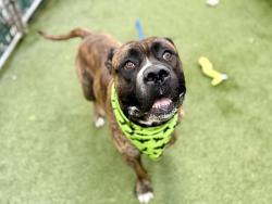 Shelter Stray Male Dog last seen Near Boyton Avenue, BRONX, NY, 10472, 326 E 110th St, New York, NY 10029, USA