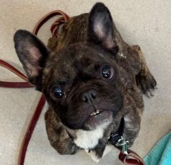 Shelter Stray Female Dog last seen Near Fletcher Parkway, El Cajon, CA, 92020, El Cajon, CA 92020, USA