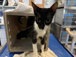 Shelter Stray Female Cat last seen Near Grand Concourse, BRONX, NY, 10452, 326 E 110th St, New York, NY 10029, USA