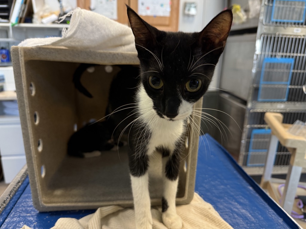 Shelter Stray Female Cat last seen Near Grand Concourse, BRONX, NY, 10452, 326 E 110th St, New York, NY 10029, USA