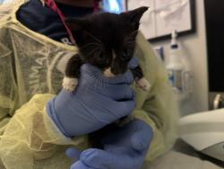 Shelter Stray Male Cat last seen Near Grand Concourse, BRONX, NY, 10452, 326 E 110th St, New York, NY 10029, USA