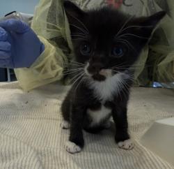 Shelter Stray Male Cat last seen Near Grand Concourse, BRONX, NY, 10452, 326 E 110th St, New York, NY 10029, USA