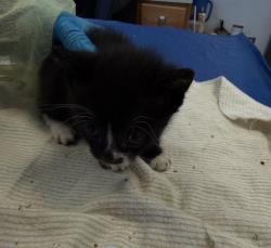 Shelter Stray Male Cat last seen Near Grand Concourse, BRONX, NY, 10452, 326 E 110th St, New York, NY 10029, USA