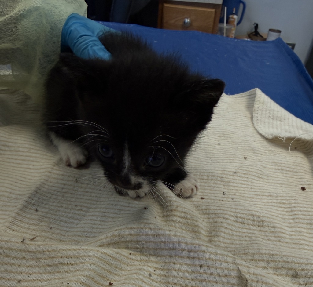 Shelter Stray Male Cat last seen Near Grand Concourse, BRONX, NY, 10452, 326 E 110th St, New York, NY 10029, USA