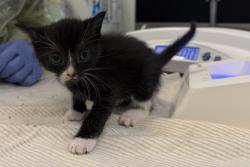 Shelter Stray Female Cat last seen Near Grand Concourse, BRONX, NY, 10452, 326 E 110th St, New York, NY 10029, USA