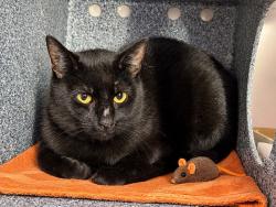 Shelter Stray Female Cat last seen Near Southern Boulevard, BRONX, NY, 10460, 326 E 110th St, New York, NY 10029, USA