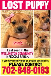 Reunited Female Dog last seen Las Vegas, NV, USA, Las Vegas, NV 89101