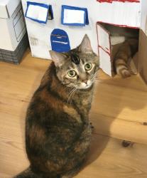Reunited Female Cat last seen Cortez and Marshfield Ave, Chicago, IL 60622