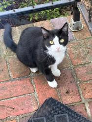 Found/Stray Unknown Cat last seen 59th Ave N Myrtle Beach, Myrtle Beach, SC 29577