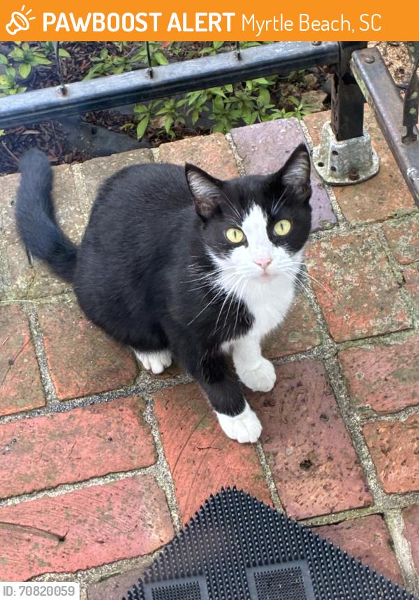 Found/Stray Unknown Cat last seen 59th Ave N Myrtle Beach, Myrtle Beach, SC 29577