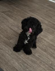 Reunited Female Dog last seen S 16th St and W Orchard St, Milwaukee, WI 53204