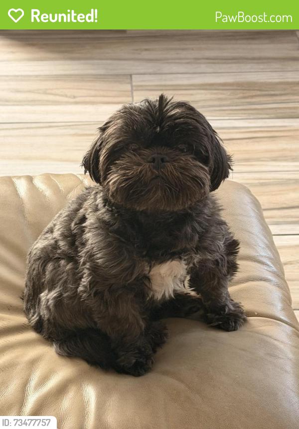 Reunited Female Dog last seen bold street and green castle, Rowland Heights, CA 91748