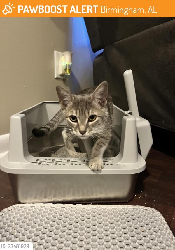 Found/Stray Unknown Cat last seen Roebuck Blvd across from Hawkins Park Recreation Center, Birmingham, AL 35206
