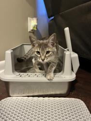 Found/Stray Unknown Cat last seen Roebuck Blvd across from Hawkins Park Recreation Center, Birmingham, AL 35206