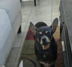 Reunited Male Dog last seen Marguerite Ave, Tolleson, AZ 85353