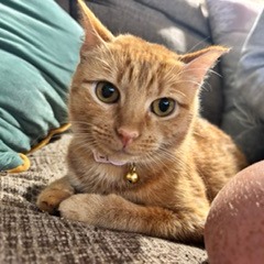 Shelter Stray Female Cat last seen , 2350 Appling City Cove, Memphis, TN 38133, USA