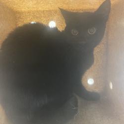 Shelter Stray Unknown Cat last seen , 2350 Appling City Cove, Memphis, TN 38133, USA