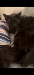 Reunited Male Cat last seen Topanga Canyon Blvd townhouses, Los Angeles, CA 91311