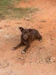 Lost Female Dog last seen Bandera, Bullard, TX 75757