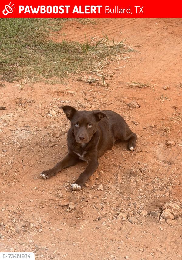 Lost Female Dog last seen Bandera, Bullard, TX 75757