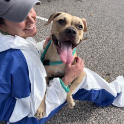 Shelter Stray Female Dog last seen , Animal Care & Control Team of Philly, 111 W Hunting Park Ave, Philadelphia, PA 19140, USA