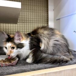 Shelter Stray Female Cat last seen , Animal Care & Control Team of Philly, 111 W Hunting Park Ave, Philadelphia, PA 19140, USA