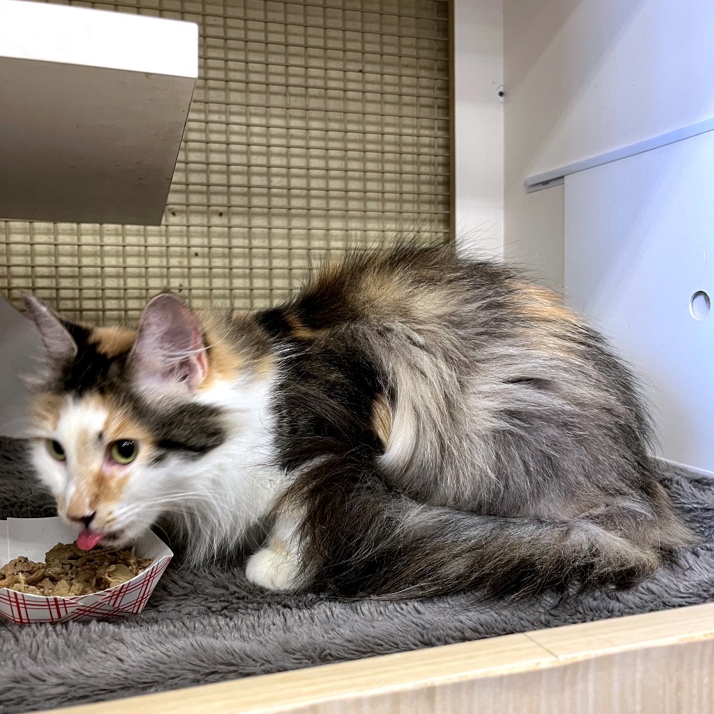 Shelter Stray Female Cat last seen , Animal Care & Control Team of Philly, 111 W Hunting Park Ave, Philadelphia, PA 19140, USA