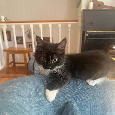 Shelter Stray Female Cat last seen , 361 S Raymond Ave, Pasadena, CA 91105, USA
