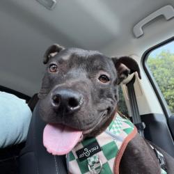 Shelter Stray Male Dog last seen , 361 S Raymond Ave, Pasadena, CA 91105, USA