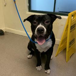 Shelter Stray Male Dog last seen , 361 S Raymond Ave, Pasadena, CA 91105, USA