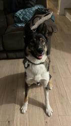 Reunited Male Dog last seen Croissant Olivier, zone O Brossard, Brossard, QC 